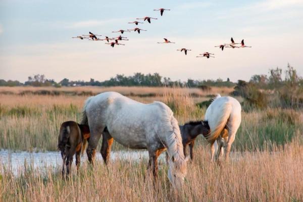 Camargue Vila Beauvoisin  Exterior foto